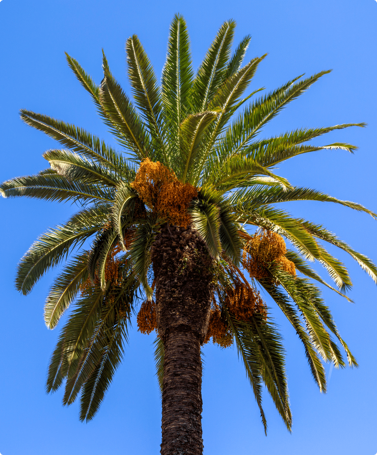 palmier ciel bleu